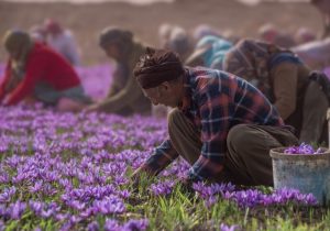 بحران در بازار طلای سرخ؛ صادرات زعفران ایران به مرز توقف رسید