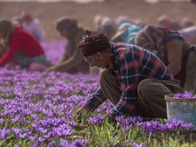 بحران در بازار طلای سرخ؛ صادرات زعفران ایران به مرز توقف رسید