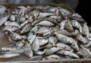 کشف ۳ تن ماهی غیربهداشتی در بویین‌میاندشت؛ محموله میلیاردی توقیف شد