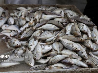 کشف ۳ تن ماهی غیربهداشتی در بویین‌میاندشت؛ محموله میلیاردی توقیف شد